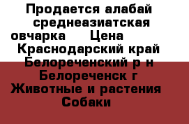Продается алабай (среднеазиатская овчарка)/ › Цена ­ 6 000 - Краснодарский край, Белореченский р-н, Белореченск г. Животные и растения » Собаки   